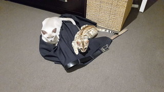 After sharpening their claws on the laundry basket behind them, the boys settle down to a fun game of 