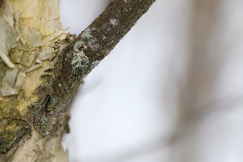 A Hint of Lichen (SOTC 225/365)