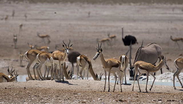 NAMIBIA & KRUGER por libre: 21 días Very WILD - Blogs de Africa Sur - Parque Nacional ETOSHA (25)