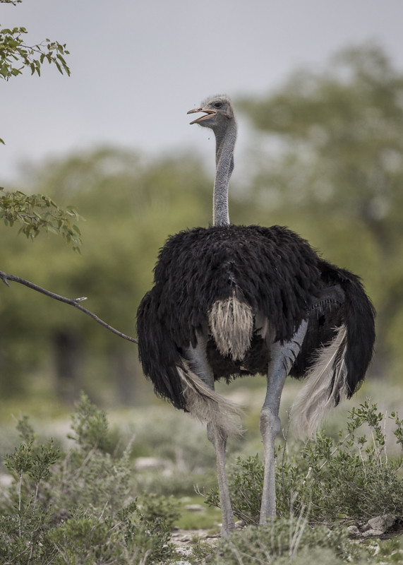Common Ostrich   Struthio Camelus
