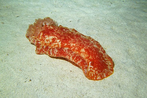 giant sea slug | Spanish dancer nudibranch - Explored 
