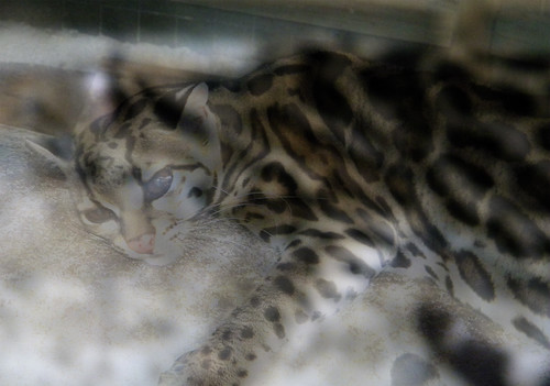 A sleepy marguey cat in Costa Rica
