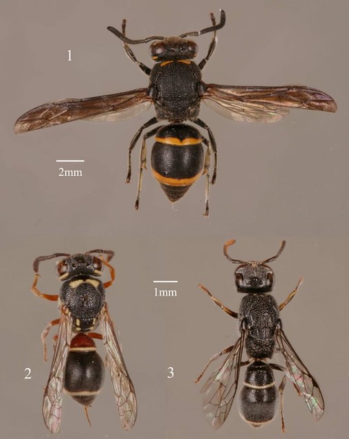 由葉文琪與陸聲山於2007年發表的三種台灣新記錄蜾蠃1. Epsilon fujianensis；2. Paraleptomenes miniatus miniatus；3. Subancistrocerus sichelii。攝影：葉文琪。