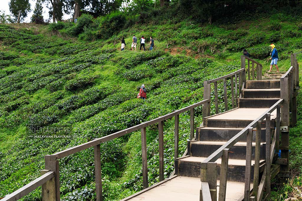 Ladang Teh Boh Sungai Palas / Boh plantations juga memiliki ladang teh
