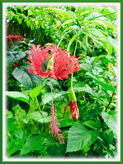 Charming Hibiscus schizopetalus (Japanese Lantern, Japaneses Hibiscus, Fringed Rosemallow, Coral/Spider Hibiscus) with a promising bud, 9 Nov 2011
