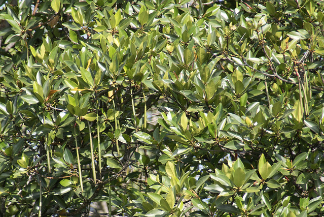 Bakau minyak (Rhizophora apiculata)