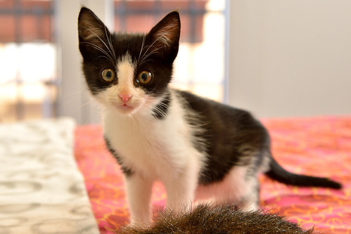 Oreo, gatito blanquinegro guapetón nacido en Octubre´15, en adopción. Valencia. ADOPTADO. 22925800910_03eaf1d98b
