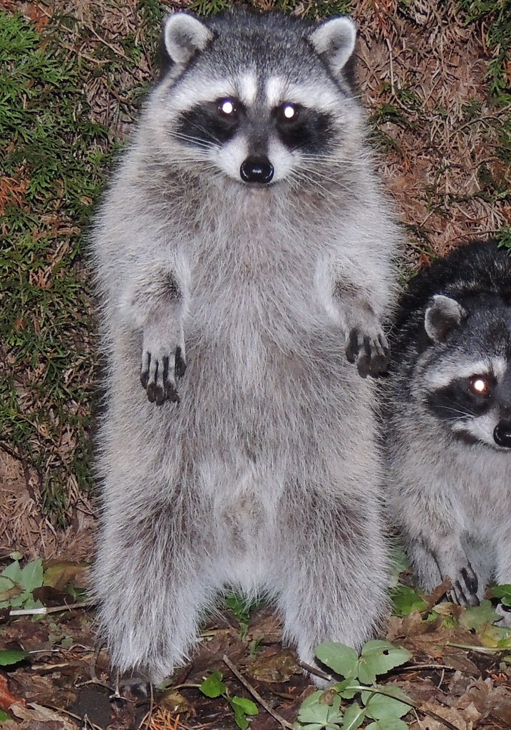 Young Raccoon Closeup | Standing upright on hind legs ...