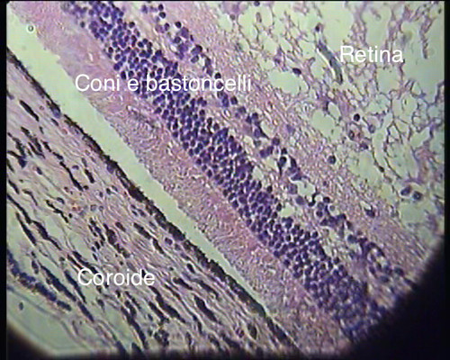 microscopio ottico 400 x foto 22 b: cellule che formano le diverse parti dell’occhio, nella parte opposta al cristallino