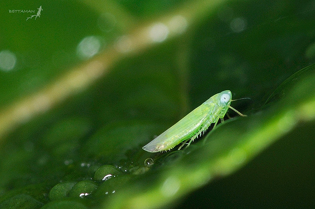 小綠葉蟬（Jacobiasca formosana ）。圖片作者：Shipher (士緯) Wu (吳)（CC BY-NC-SA 2.0）。