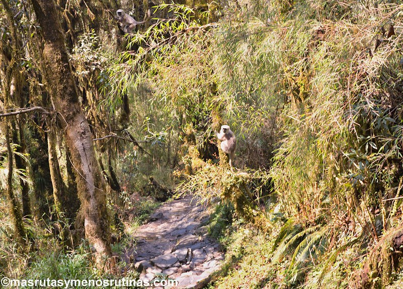 NEPAL 2016. Trek al Annapurna Sanctuary (ABC) - Blogs de Nepal - Trek ABC. De Sinuwa (2320 m) a Deurali (3150 m) (6)
