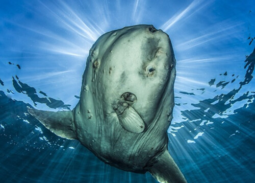 喜歡在海面曬太陽的曼波魚。圖片來源：Paul Nicklen/ National geography。