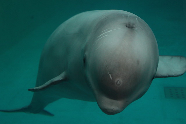 蓬萊極地海洋世界的幼年白鯨被圈養在環境非常單調、無聊的圈養池裡。圖片提供：中國鯨類保護聯盟（CCA）