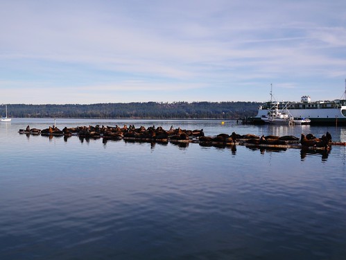 Sea lions in Fanny Bay