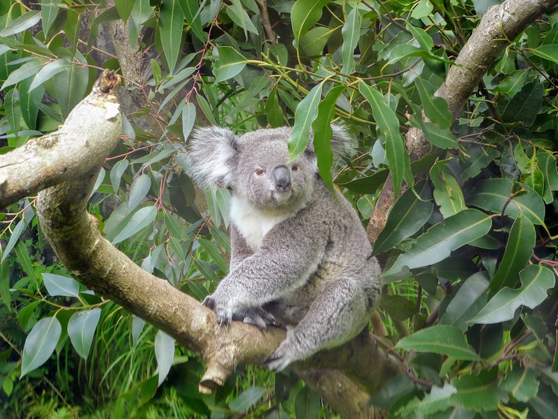 Koala, Taipei Zoo