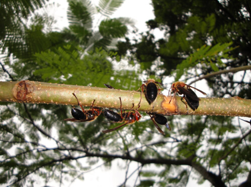 兇猛的黑絨虎頭蜂群聚取食樹液，仍相當具有警戒性與攻擊性，攝影：陸聲山。