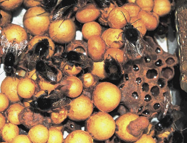 熊蜂與無針鋒的巢都是水平式巢房，儲蜜房通稱蜜杯（honey pot）。圖片攝影：宋一鑫。
