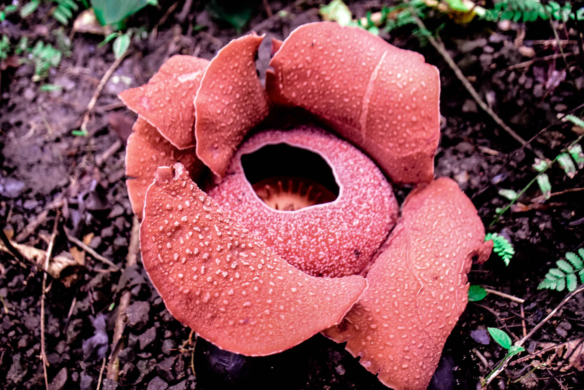 antique rafflesia_5