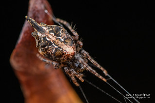 Trashline orb weaver spider (Cyclosa sp.) - DSC_7873