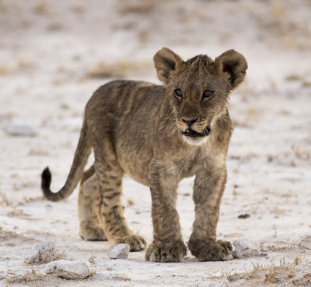 NAMIBIA & KRUGER por libre: 21 días Very WILD - Blogs de Africa Sur - Parque Nacional ETOSHA (14)