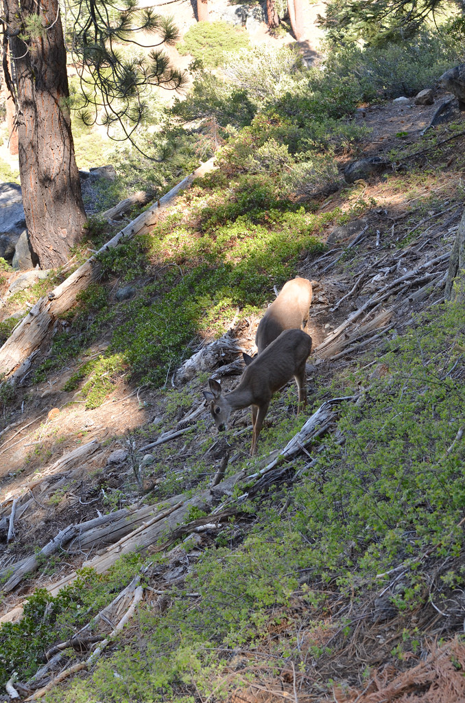 Au parc Yosemite