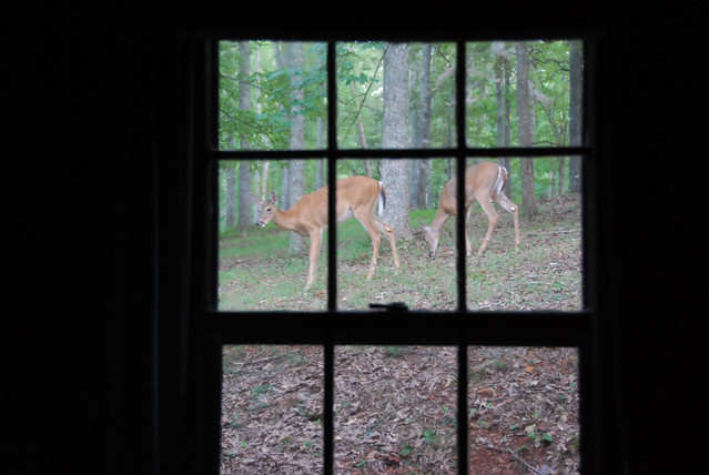 Observe the deer feeding outside the cabin kitchen window as you make a pot of coffee at Fairy Stone State Park in Virginia