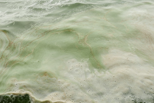  隨著經濟發展，雲南濕地面臨嚴重汙染問題。圖為雲南滇池的骯髒湖水。攝影：晁瑞光。