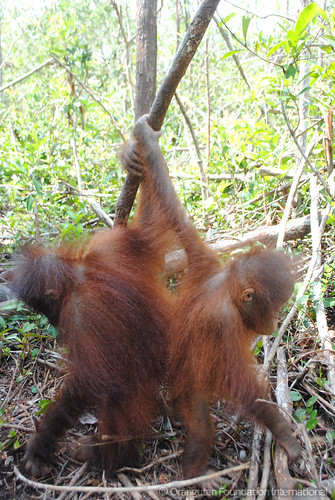 Orangutan Foundation International Doris & Lucky