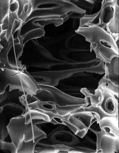 Image is a black and white SEM photo of a bit of pumice. It looks like cigarette smoke wafting into the air: insubstantial curls and whisps of white and gray with huge black voids between.