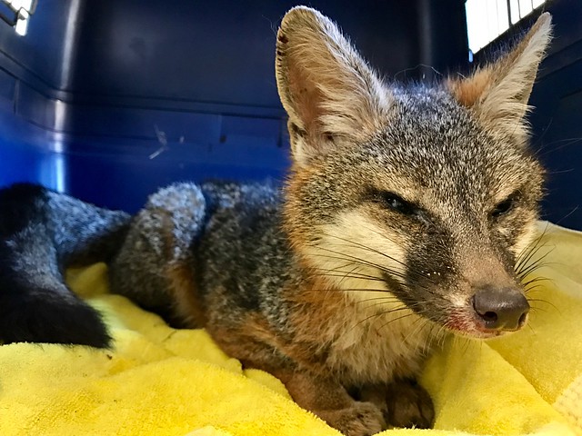 photo of Gray fox pup One Eye - Last pic alive