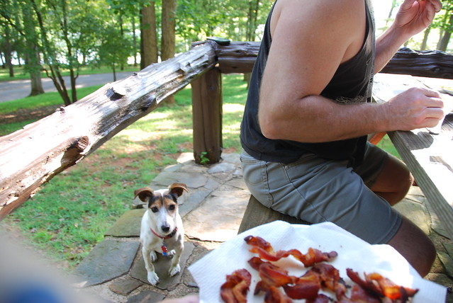 Dawgs beggin' for bacon is one of my all time favorite activities when we go to a Virginia State Bark (this is Fairy Stone State Bark cabin 3)