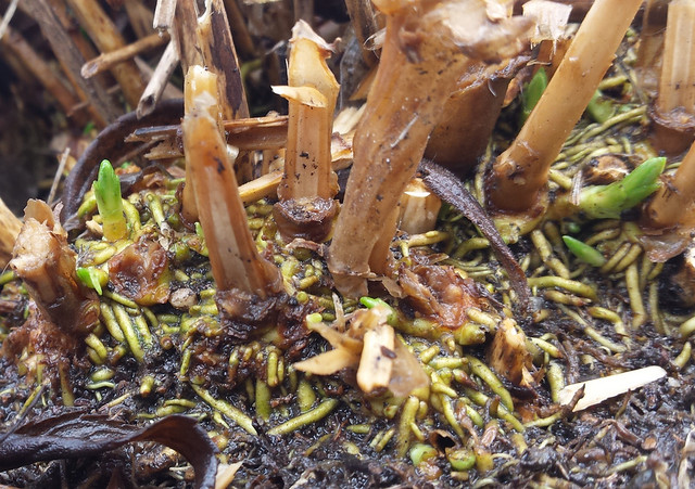 broken brown stems from last year, with green roots showing above the ground and four bright-green shoots