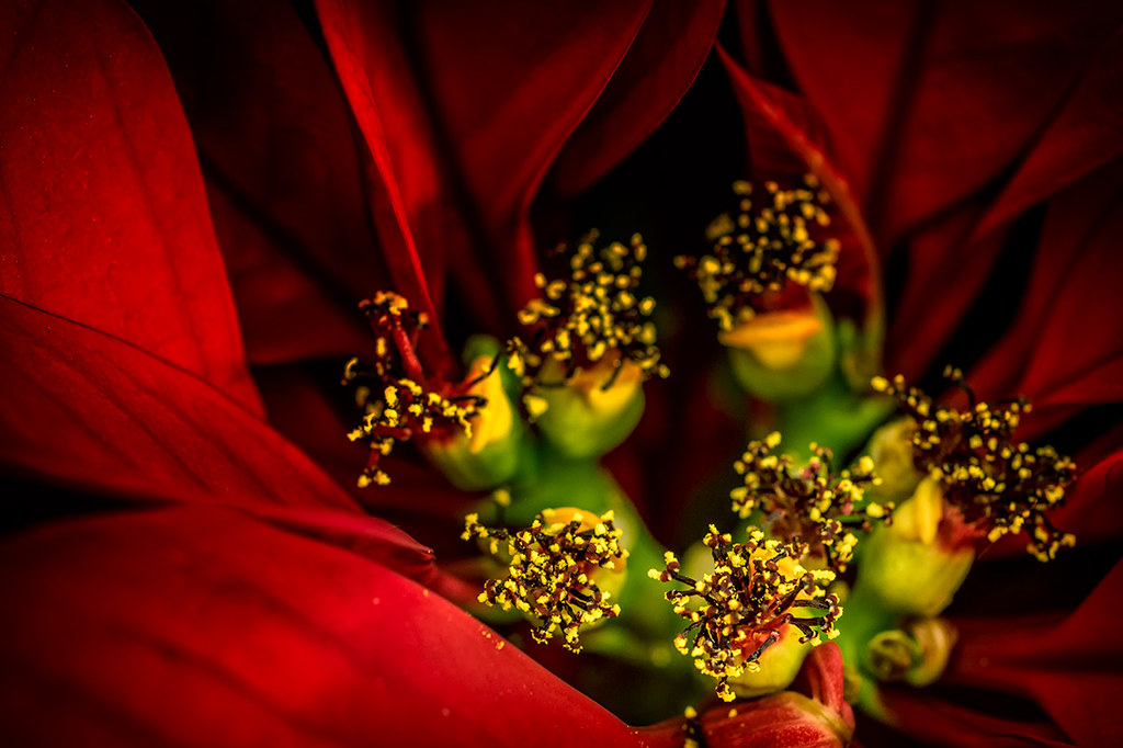 Poinsettia (Euphorbia pulcherrima): Photo by Sam Smith