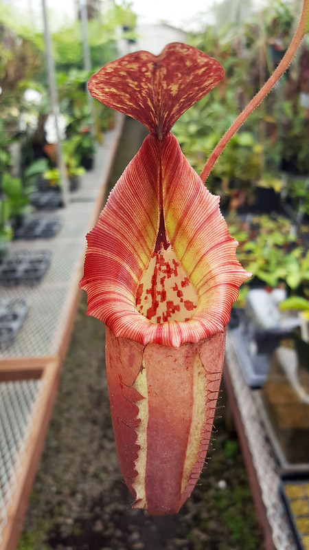 Nepenthes ×tiveyi "Red Queen"