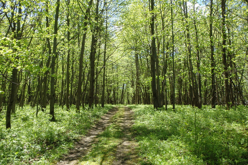 trail through the woods in full sun, lots of green leaves on trees and small plants