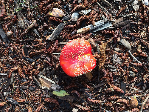 Amanita muscaria mushroom - IMG_9996