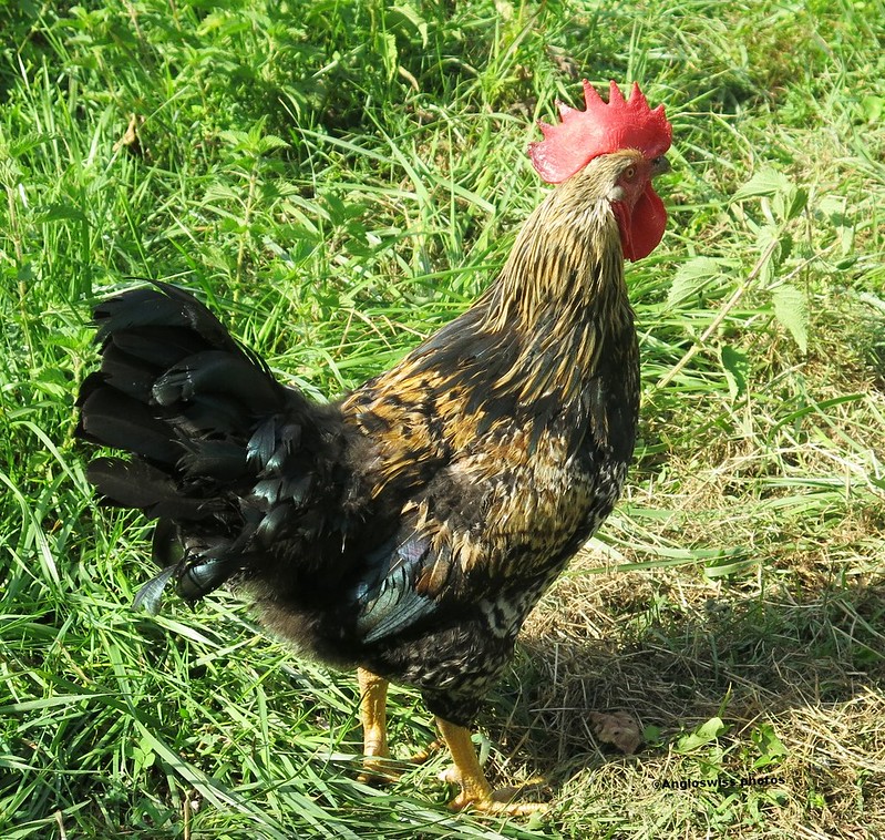 Harald the rooster
