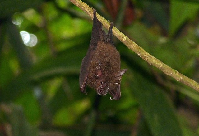 Rhinolophus sedulous 樹林菊頭蝠（中文暫譯）。圖片來源：Bernard Dupont. Wikimedia（CC BY-SA 2.0）