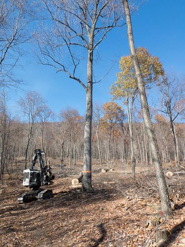 The Jackson Family’s land contains young forest habitat created using Farm Bill programs. The photo on the left shows a two-stage shelterwood cut, which leaves the best trees as seed trees and opens the canopy for regeneration. Photo: Mike Jackson