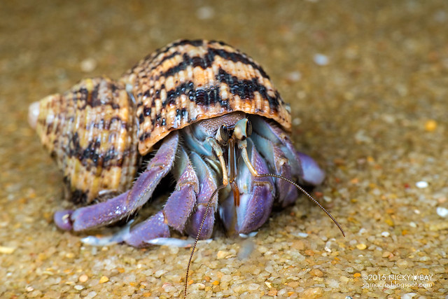 Land hermit crab (Coenobita sp.) - DSC_5747
