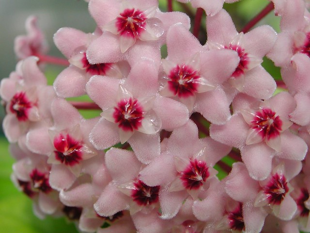 Imagini pentru hoya pink plant