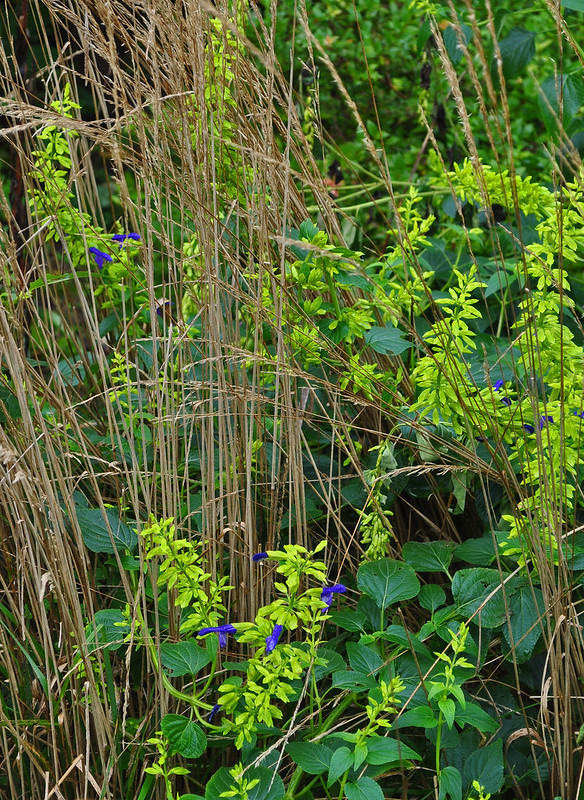 Chanticleer Salvia 'Limelight'