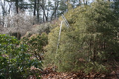 new pruning ladder IMG_6554