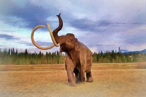 Wooly Mammoth!
