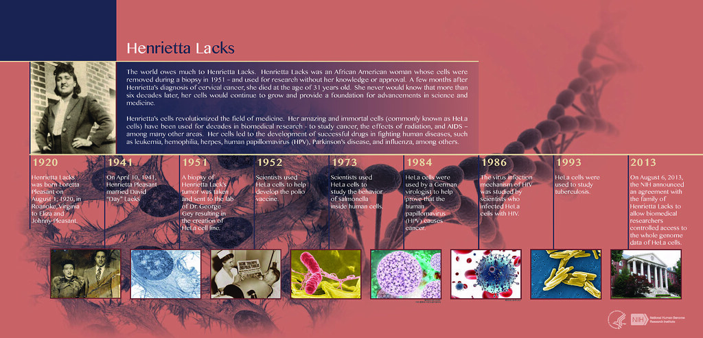 Image result for HeLa cells