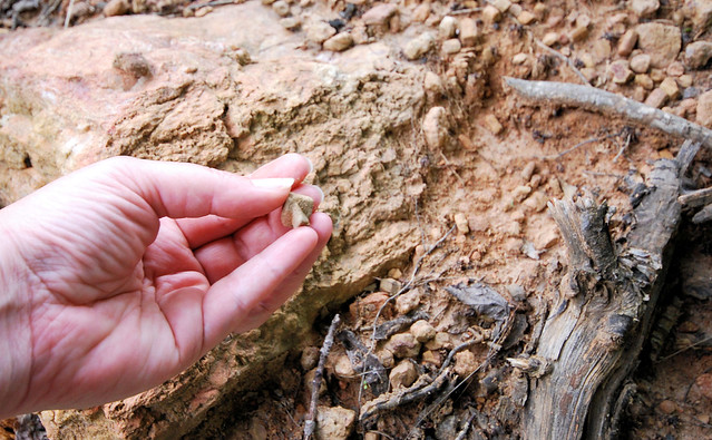 Hunt for fairy stones - this is what fairy stones look like in the rough, and how you will see them at Fairy Stone State Park in Virginia
