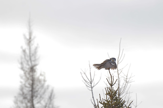 Northern Hawk Owl