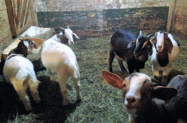 farm with goats in vermont