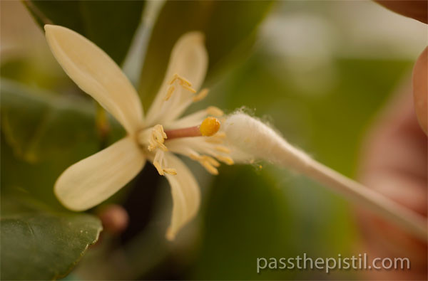 Lemon-Flower-Pollinating