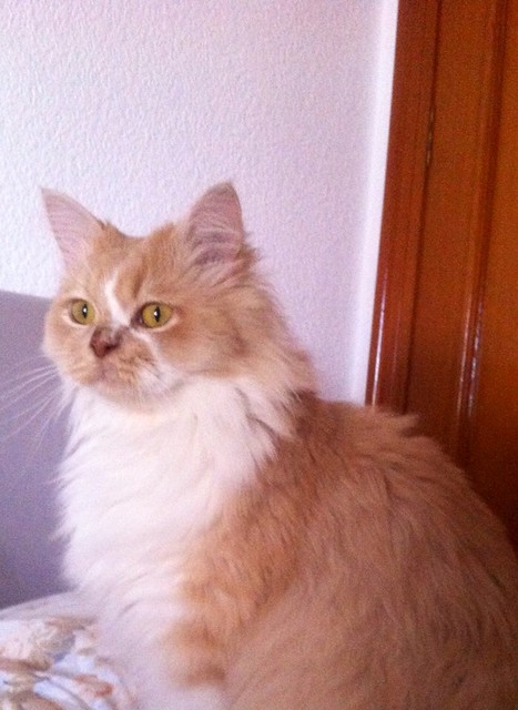 Persi, gato crudo y vainilla de pelo largo y ojos cobre APTO PARA PERROS, nacido en Julio´13, necesita hogar. Valencia. ADOPTADO. 21579536712_08d8780aea_z